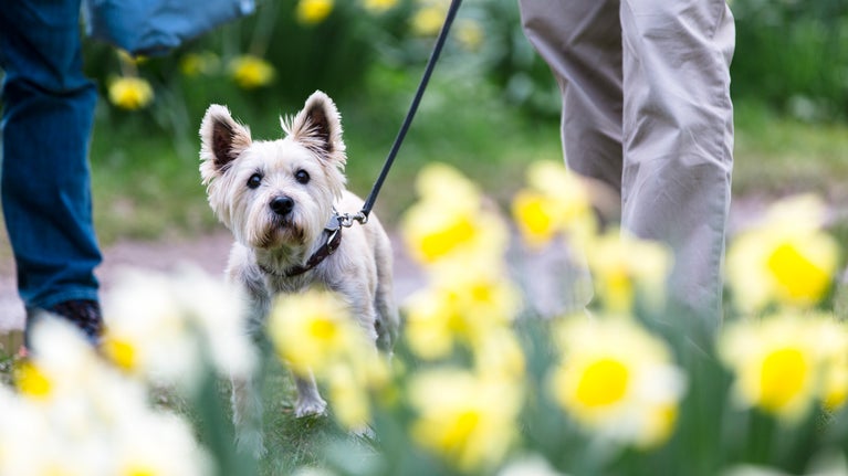 Dog walking in daffodils
